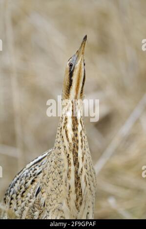 Grande Bittern, Nord Reno-Westfalia, Germania Foto Stock