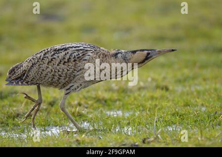 Grande Bittern, Nord Reno-Westfalia, Germania Foto Stock