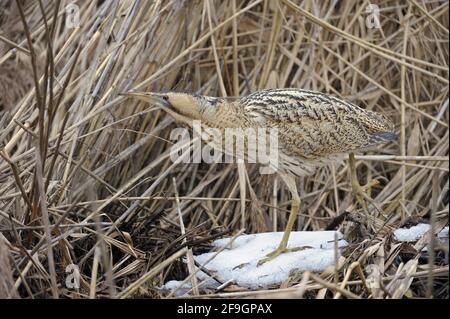 Grande Bittern, Nord Reno-Westfalia, Germania Foto Stock