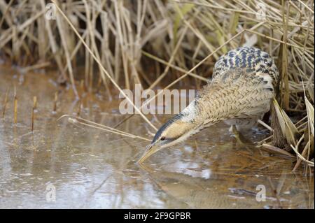 Grande Bittern, Nord Reno-Westfalia, Germania Foto Stock