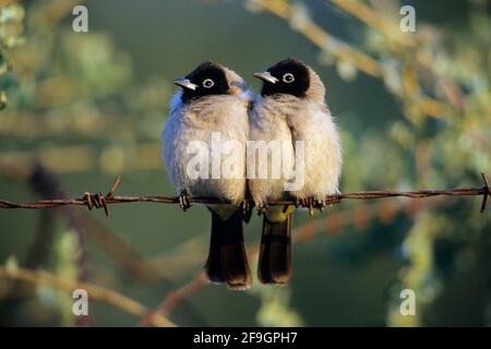 Bulli comuni (Pycnonotus barbatus), Bulbulli comuni, coppia su filo spinato, Israele Foto Stock