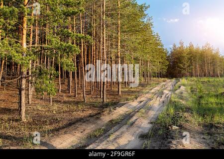 Campagna sabbia strada sterrata sul bordo di conifeous foresta o bosco di pini al parco nazionale natura su caldo sole alba o tramonto. Campagna panoramica Foto Stock