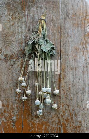 Capsule di semi di papavero, appese ad asciugare (spec. Papaver) Foto Stock