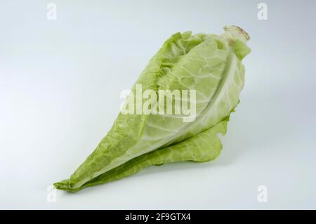 Cavolo (Brassica oleracea var. Capitata F. alba), cavolo appuntito, cavolo di filder, interno, studio Foto Stock