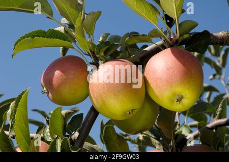 Mele sull'albero Red Braeburn Foto Stock