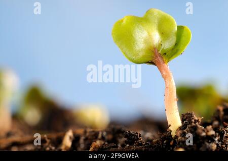 Rafano (Raphanus sativus var. Sativus), germogli Foto Stock