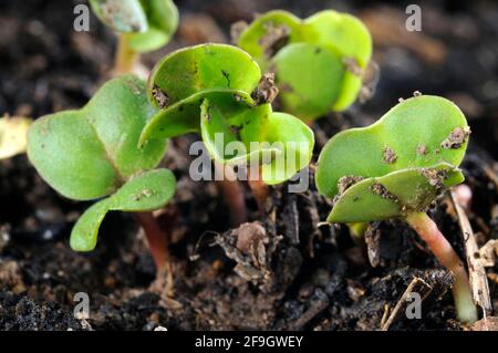 Rafano (Raphanus sativus var. Sativus), germogli Foto Stock