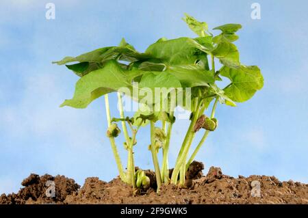 Fagiolo di cespuglio, piantine (Phaseolus vulgaris nano) Foto Stock