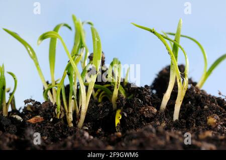 Spinaci (Spinacia oleracea), giovani pianta Foto Stock