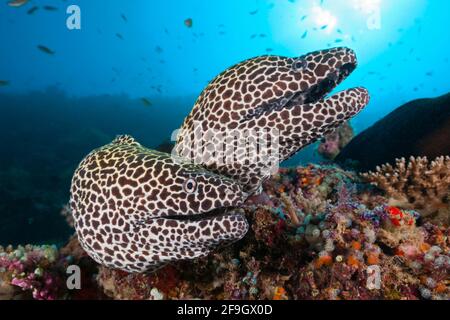 Nido d'ape (Gymnotorax favagineus) Morays, Atollo di Malè Nord, Oceano Indiano, Maldive Foto Stock