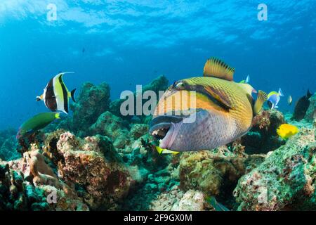 Baffi Triggerfish (Balistoides viridesens), Atollo di Baa, Oceano Indiano, Maldive, Gigante Triggerfish, Titano Triggerfish Foto Stock