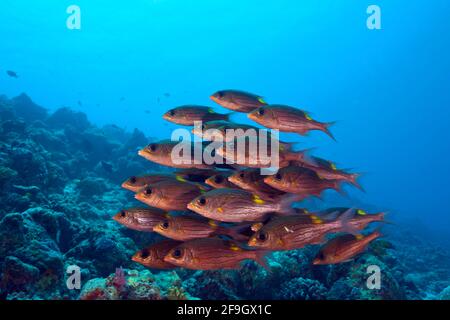 Orate di mare con fianchie d'oro, Atollo di Baa, Oceano Indiano, Maldive (Gnathodentex aurolineatus), Imperatore Glowspot, Orata di mare a strisce Foto Stock