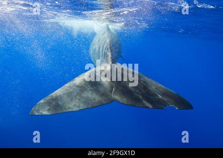 Spermatozoi (Physeter macrocephalus), fluke, piccole Antille, Isole Leeward, Dominica Foto Stock