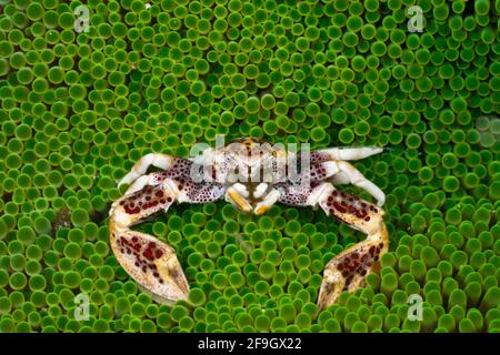 Granchio di porcellana in Anemone di mare, Cenderawasih Bay, Papua occidentale, Indonesia (Neopetrolisthes oshimai) Foto Stock