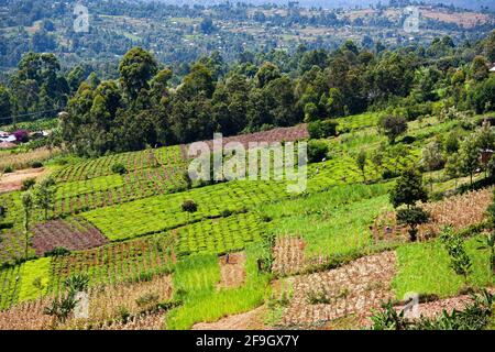 Campi di piccoli proprietari, vicino Sotik, Kenya Foto Stock