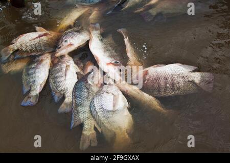 Cichlidi (Tilapia (genere)) catturati nel lago Turkana, s, Kenya Foto Stock