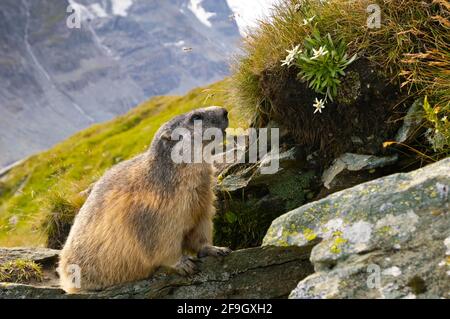 Marmotta alpina con Edelweiss, Marmotta alpina, in costruzione, Parco Nazionale Hohe Tauern, Heiligenblut, Austria Foto Stock