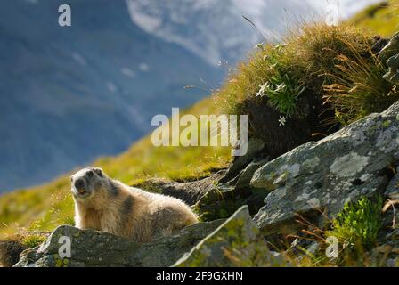 Marmotta alpina con Edelweiss, Marmotta alpina, in costruzione, Parco Nazionale Hohe Tauern, Heiligenblut, Austria Foto Stock