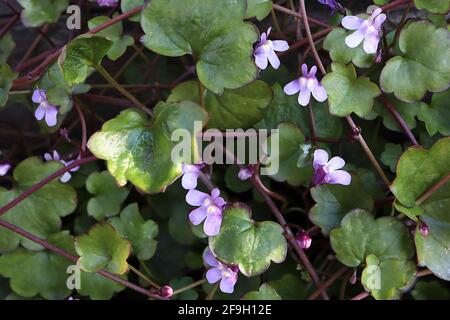 Cymbaria muralis Ivecy-leaved toadflax – mauve due-lipped fiori e lobed verde foglie rosse-refiled, aprile, Inghilterra, Regno Unito Foto Stock