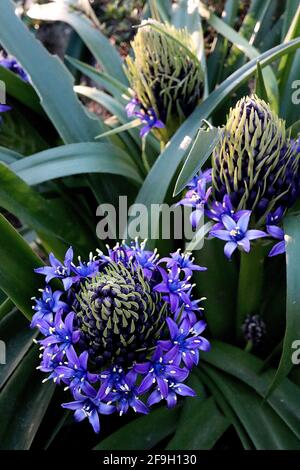 Scilla peruviana squill portoghese - fiori viola a forma di stella in racemi conici e grandi foglie a forma di cinghia, aprile, Inghilterra, Regno Unito Foto Stock