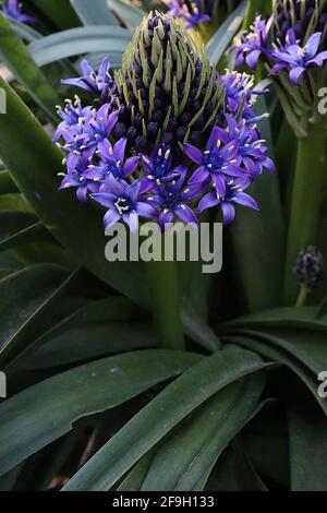 Scilla peruviana squill portoghese - fiori viola a forma di stella in racemi conici e grandi foglie a forma di cinghia, aprile, Inghilterra, Regno Unito Foto Stock