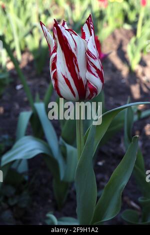 Tulipa ‘Amore duraturo’ Trionfo tulipano 3 Amore duraturo tulipano rotto – fiori bianchi, fiamme viola rosso intenso, aprile, Inghilterra, Regno Unito Foto Stock