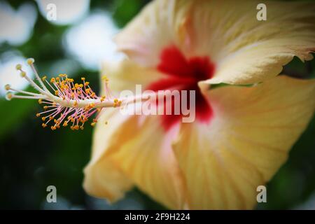 Un bel fiore hibiscus cinese sullo sfondo naturale sfocato Foto Stock