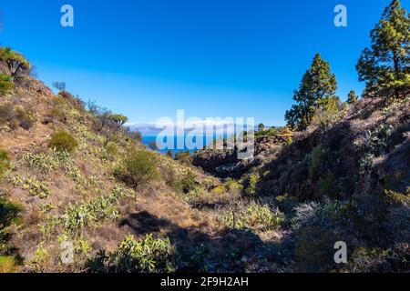 Il sentiero Las Tricias e i suoi bellissimi draghi dentro Il nord dell'isola di la Palma Foto Stock