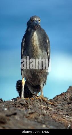 Erone lavico (Butorides sundevalli) su roccia lavica a Puerto Egas, Isola di Santiago, Galapagos, Ecuador Foto Stock