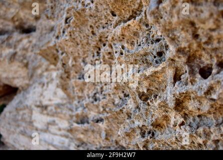 Un fuoco selettivo del modello di roccia calcarea corallina superiore Foto Stock