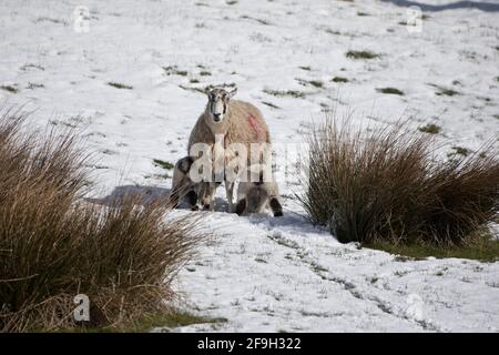 Pecore e agnelli in un campo di erba con una recente nevicata, North Yorkshire, Inghilterra, Regno Unito Foto Stock