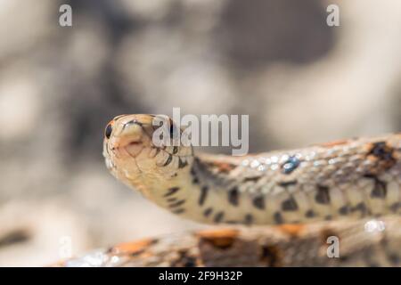 Primo piano della macro del volto di un serpente leopardo adulto o di un Ratsnake europeo, Zamenis situla, scivolando sulle rocce a Malta Foto Stock