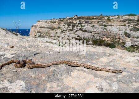 BIRZEBBUGA, MALTA - 24 maggio 2020: Un serpente leopardo adulto o Ratsnake europeo, Zamenis situla, scivolando tra rocce e vegetazione sulle scogliere nel Foto Stock