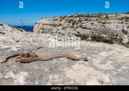 BIRZEBBUGA, MALTA - 24 maggio 2020: Un serpente leopardo adulto o Ratsnake europeo, Zamenis situla, scivolando tra rocce e vegetazione sulle scogliere nel Foto Stock