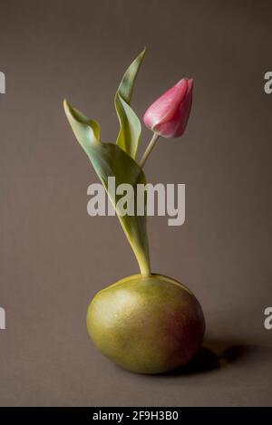 Fiore di tulipano che cresce da un frutto di mango. Colori morbidi composizione verticale. Concetto di natura astratta minimo. Foto Stock