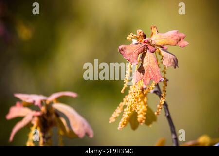 Foglie e catkins emergenti di recente da una quercia del Blackjack nella Jackson-Washington state Forest vicino a Brownstown, IN. Le foglie giovani sono di colore rosso intenso. Foto Stock