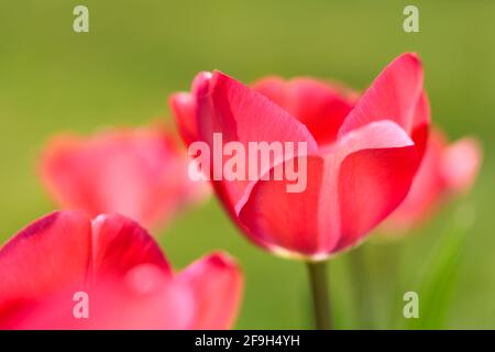 Tulipani di colore rosa con fiori si aprono su uno sfondo verde a fuoco morbido. Con alcuni dei fiori a fuoco morbido Foto Stock