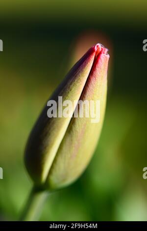 Il fiore di tulipano si prepara ad aprirsi contro un ambiente verde sfocato nel tardo pomeriggio luce solare di primavera Foto Stock