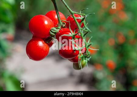 Pomodori ciliegini che crescono nel giardino della casa . Pomodori freschi e gustosi per l'insalata Foto Stock