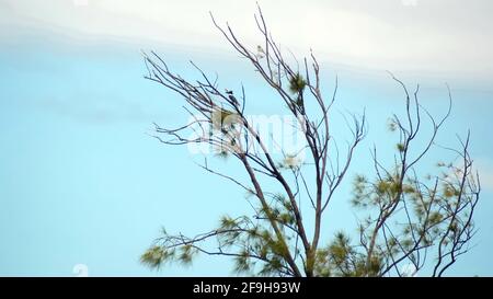 Martin pescatore a cintura (Megaceryle alcyon) arroccato in un albero presso il centro naturalistico Anne Kolb a Fort Lauderdale, Florida, USA Foto Stock