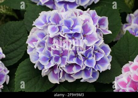 Bellissimi colori blu e bianco dei fiori di Hydrangea 'Tivoli' Foto Stock