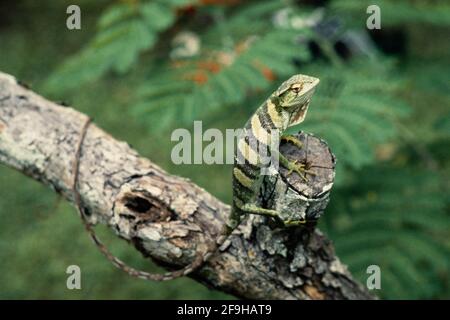 Un lucertola a tettoia, Polychrus gutturosus, su un ramo di albero a Panama. Foto Stock