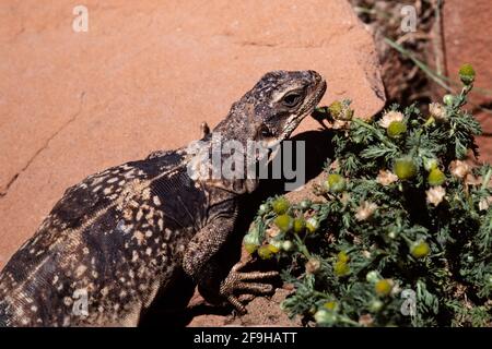 Un Chuckwalla comune, acqua di Sauromalus, nel deserto dello Utah. Foto Stock