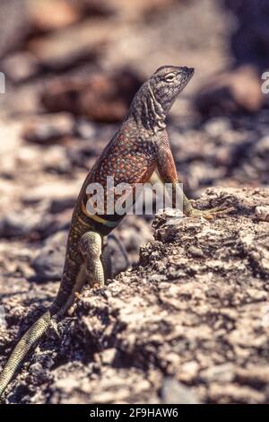 Un uomo Greater Earless Lizard, Cophosaurus texanus, arroccato su una roccia nel Big Bend National Park nel Texas occidentale. Foto Stock