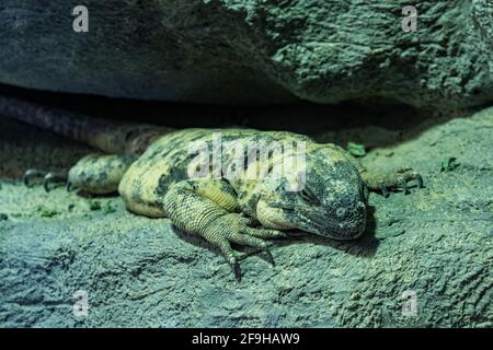 La San Esteban Chuckwalla, varietà di Sauromalus, è la più grande specie di chuckwalla ed è endemica dell'isola di San Esteban, Messico. Foto Stock