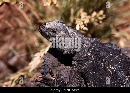 Un Chuckwalla comune, acqua di Sauromalus, nel deserto dello Utah. Foto Stock