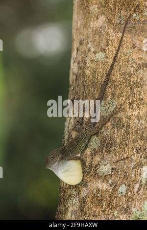 Un uomo comune Stout Anole, Audantia hispaniolae, che mostra il suo giro di rugiada su un tronco di albero nella Repubblica Dominicana. Foto Stock