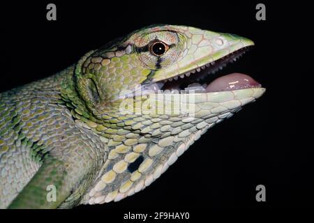 Un ritratto in primo piano di un lucertola a tettoia, Polychrus gutturosus, a Panama, con giro di rugiada esteso. Notare i denti piccoli. Foto Stock