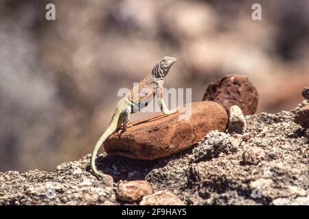 Un uomo Greater Earless Lizard, Cophosaurus texanus, arroccato su una roccia nel Big Bend National Park nel Texas occidentale. Foto Stock