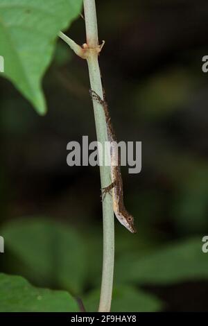 Un Anole snello, limifrons Anolis, su un gambo nella foresta pluviale di Panama. Foto Stock